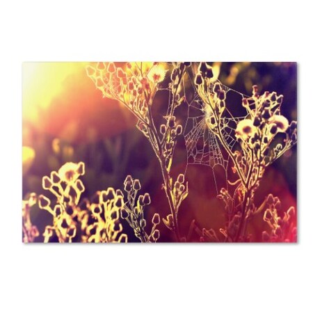 Trademark Fine Art Beata Czyzowska Young 'Painting with Light' Canvas Art, 22x32 BC0101-C2232GG